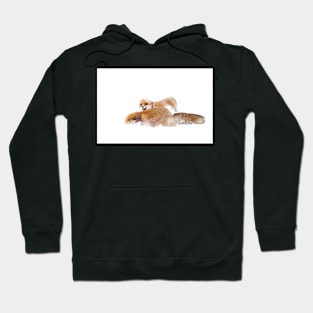 Fox Fight - Algonquin Park Hoodie